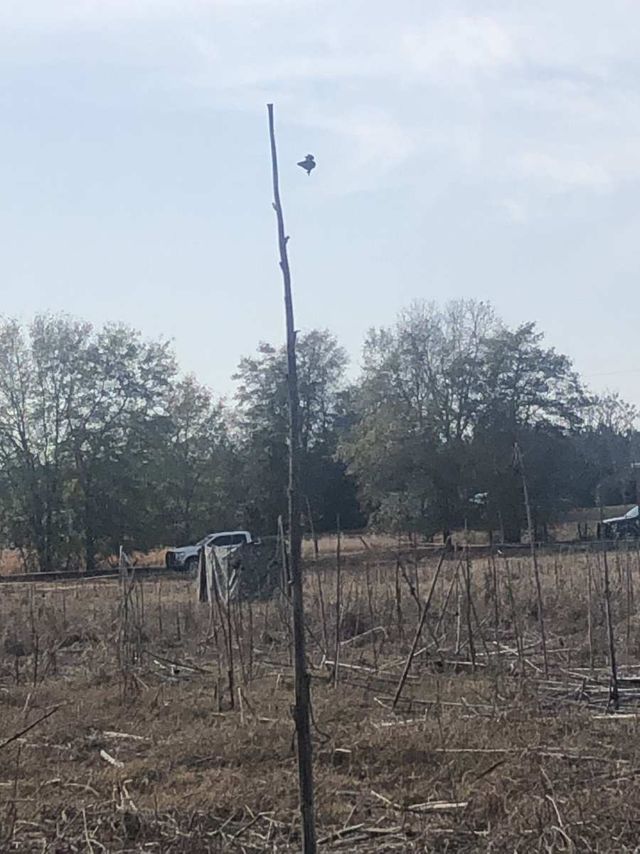 GamecockFFA's tweet photo. Our chapter is earning a little extra money today working at the dog trials here in Screven County. Awesome experience and even more awesome dogs. https://t.co/4HOwTRFwoP