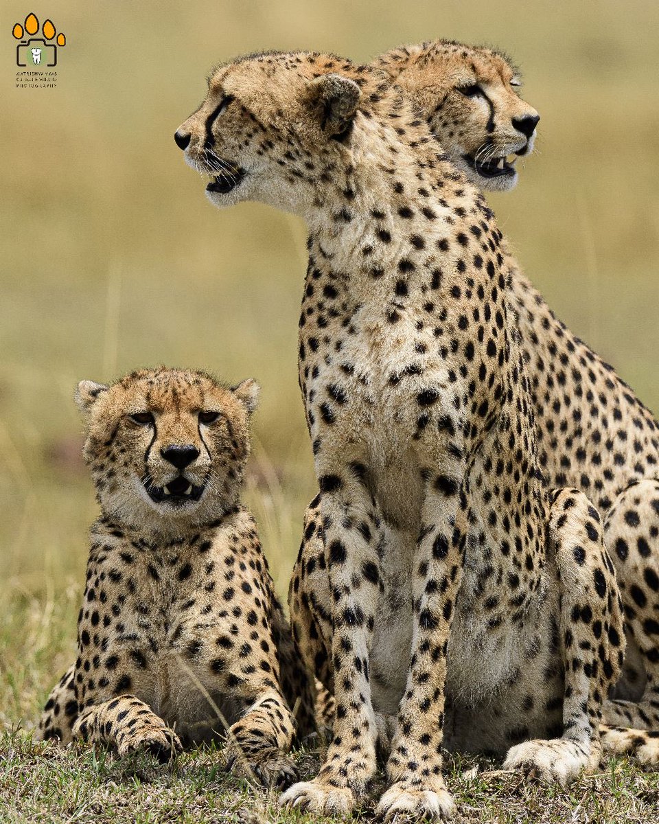 Sharing my fav Cheetah pics! #InternationalCheetahDay