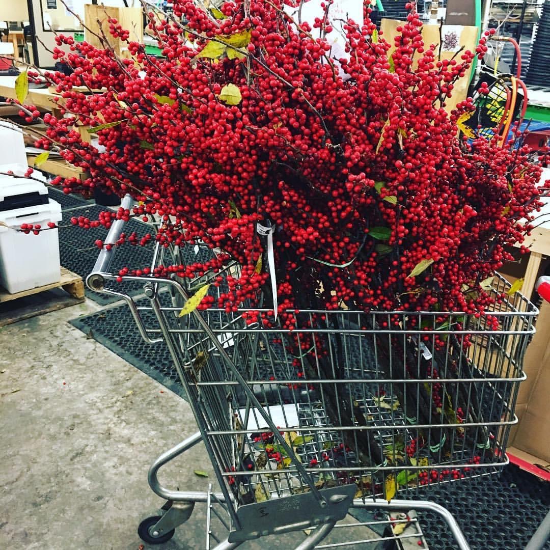 sofloco's tweet image. Ilex Berries @sofloco