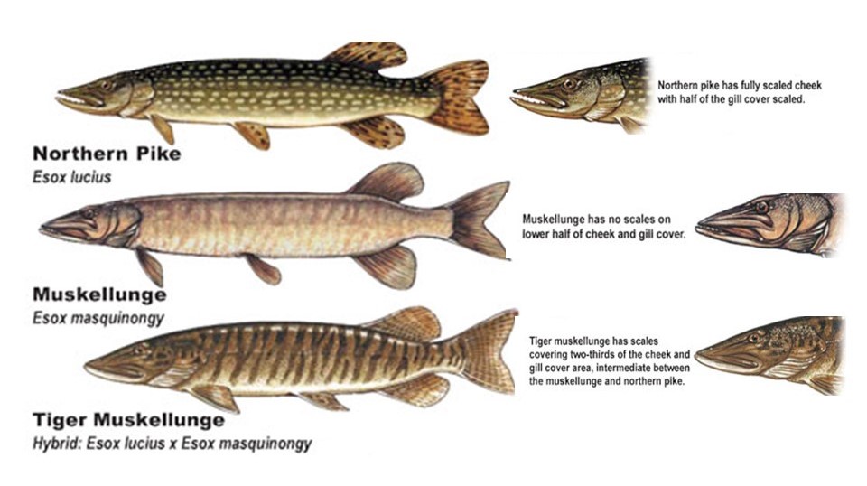 Katie O'Reilly on X: Tiger musky is a hybrid between a true musky +  northern pike that can occur naturally in waters where both species are  present. They're often raised in hatcheries