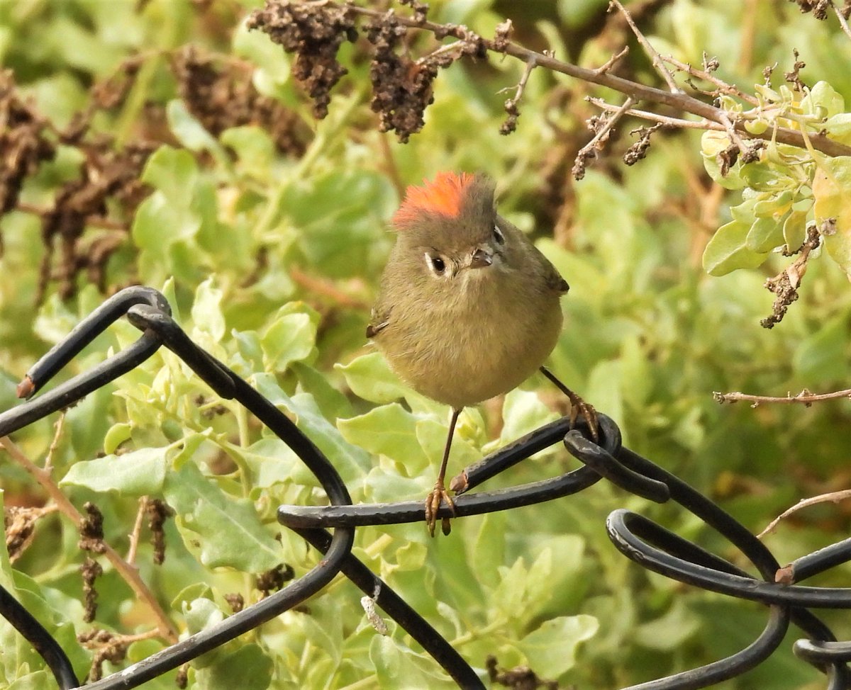 beasts_flowers's tweet photo. Ruby-crowned Kinglet showing his ruby crown. (Regulus calendula) Carpinteria, CA. November 2022. #BirdsSeenIn2022 #TwitterNatureCommunity #birding #birdwatching #BirdTwitter https://t.co/PdVRTEQwvO