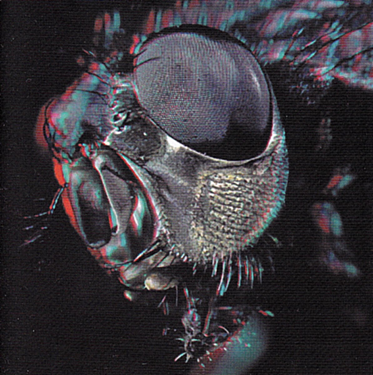 HUMANFLYleeds's tweet photo. A God Among Insects (2022 Remaster) is now up on our Bandcamp page. 
***Link in bio***

We’ve also made our full discography less than half price for the next week. 
Soak it all up 😘🦄 https://t.co/OMa9yaSaOq