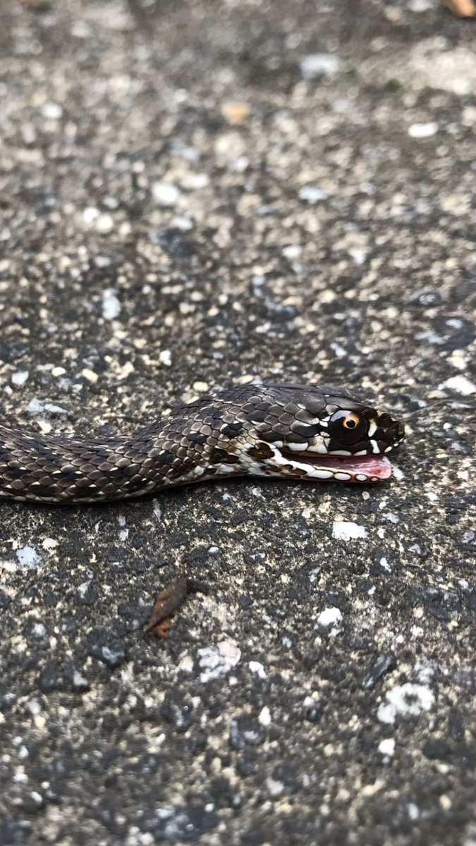 Found this beauty in garden (northern Portugal) this morning. Any help with ID?