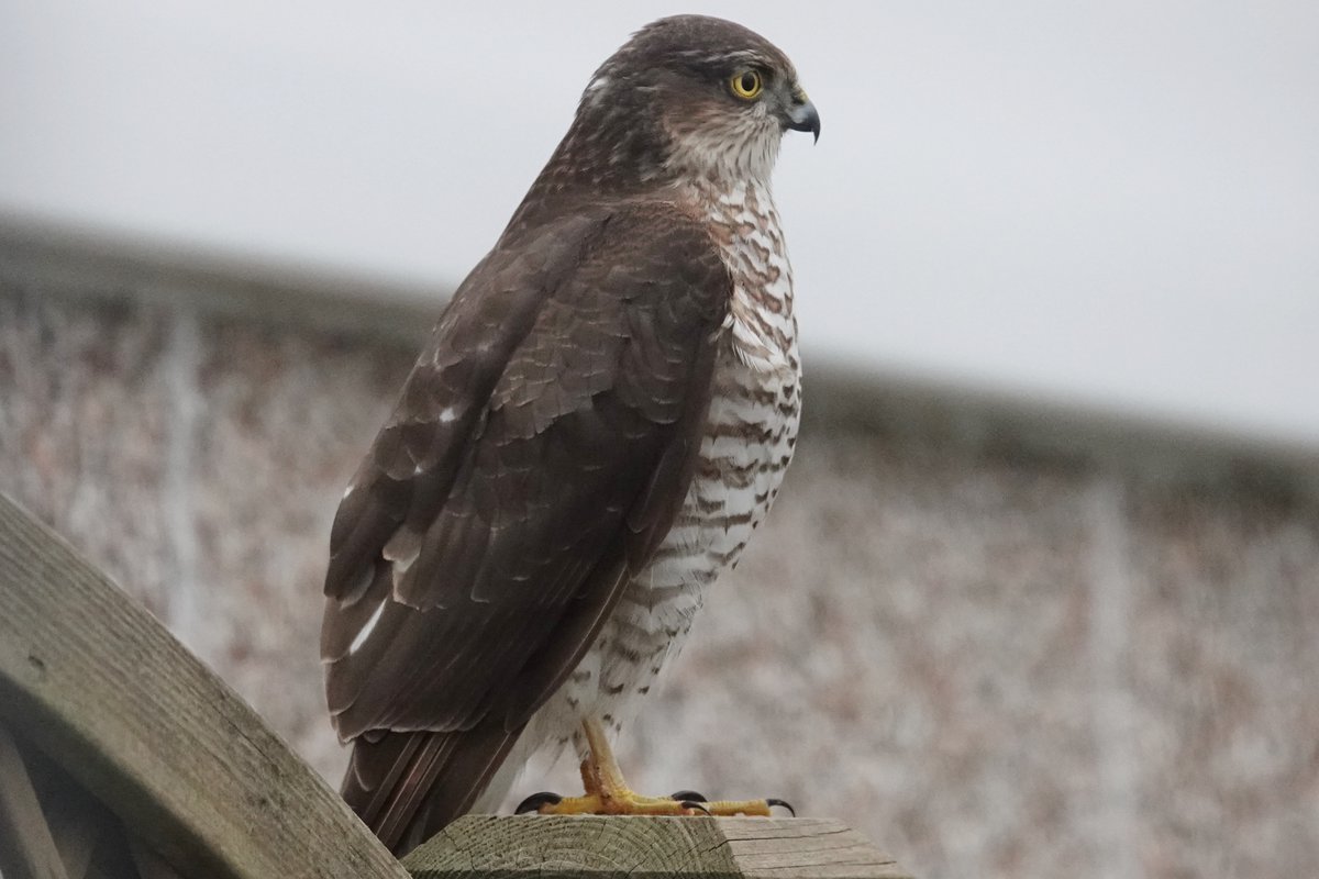 Steve Rosser tweet media