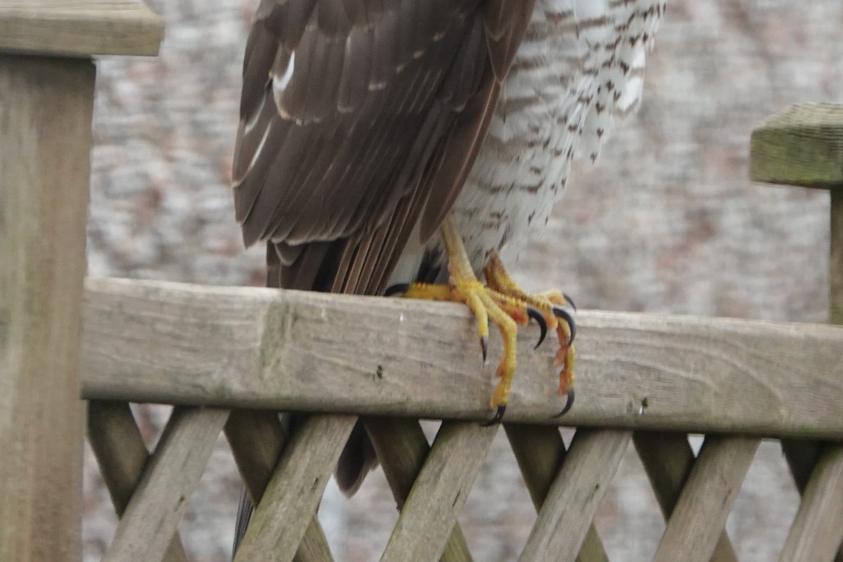 Steve Rosser tweet media