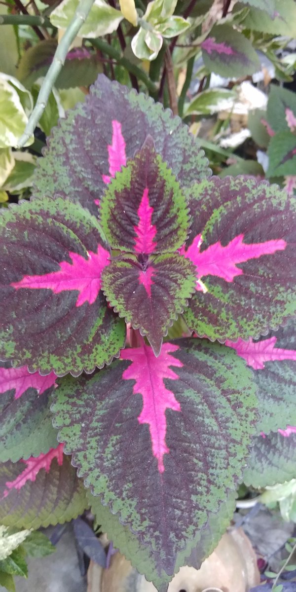 Moutusi Bir (@birmoutusi5) on Twitter photo 