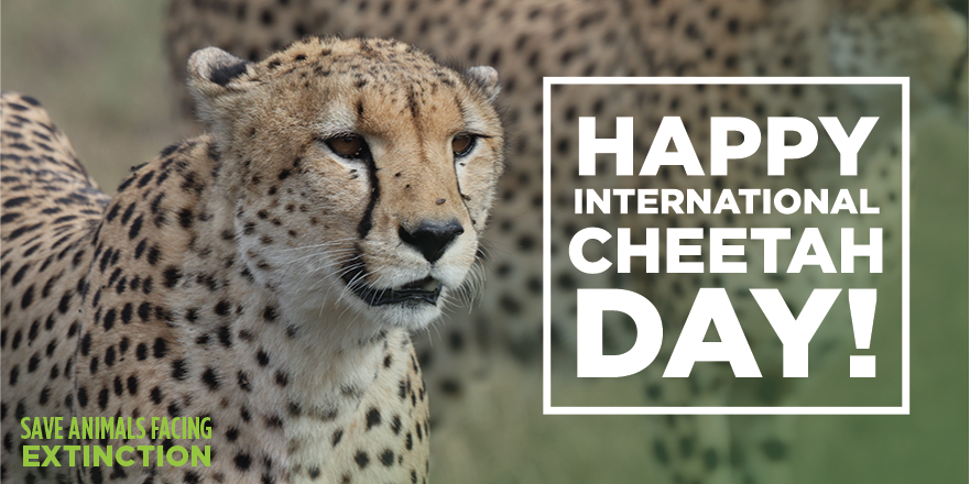 SaveAnimals's tweet photo. Today is #InternationalCheetahDay! 🐆
Since 1980, their population in the wild has fallen by about 90 percent in Africa. In Asia, only about 200 cheetahs remain in the wild.
Join the fight to save cheetahs from extinction → https://t.co/o4srgnGFpT
#SaveCheetahs https://t.co/zRR6cK4sP4