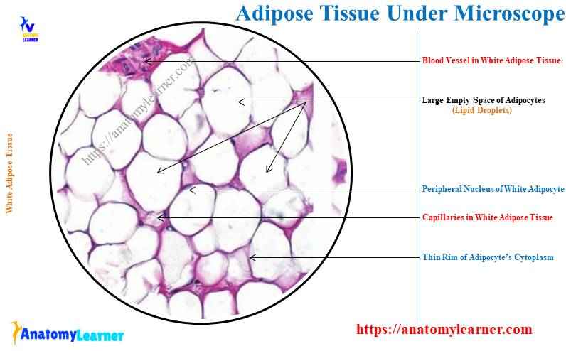 AnatomyLearner's tweet image. Adipose Tissue Under a Light Microscope with Labeled Diagram
#adiposetissue
#adiposetissueundermicroscope 
#anatomylearner
#veterinaryhistology
#histology
#histologyslide
DETAILS: anatomylearner.com/adipose-tissue…