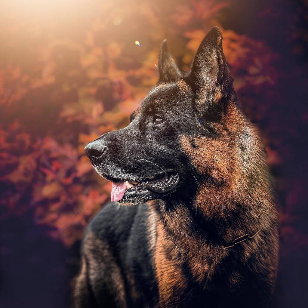 Bernardobonato's tweet photo. William e l’autunno 
.
.
#shotoniphone #iphone14promax #editedoniphone #gsdlove
#adventuredog
#germanshepherddaily
#gsdstagram
#thegermanshepherdworld
#gsdofig
#hikingwithdogs
#ilovegermanshepherd
#camping_withdogs
#all_animals_addiction
#gsdunited
#germ… https://t.co/TUgUuPWzmS https://t.co/kiBibyng1y