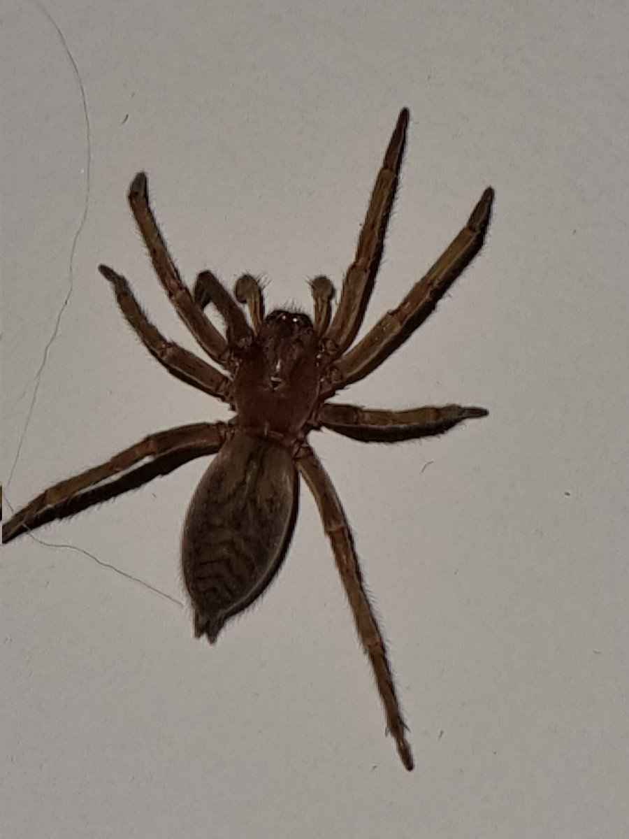 Inigollopez's tweet photo. @Arachno_Cosas hola! Me podría decir si esta araña es peligrosa? https://t.co/yGPPXaT0x9