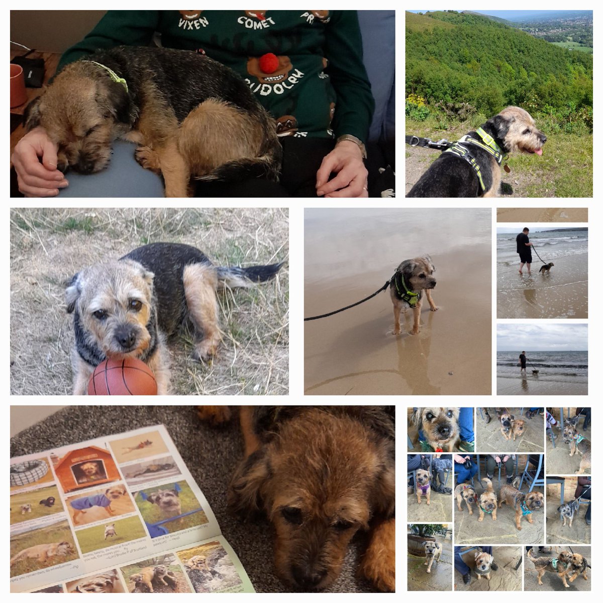 Suki ๐ถ fursis 2 Pepper H OTRB๐๐ (@bt_pepper) on Twitter photo Today is my 1st 'Gotcha Day', when I moved from <a href="/RSPCASouthridge/">RSPCA Southridge</a> to my new family. I've done so much. Xmas celebrations. 2 walk-filled holis. Fun with #BTPosse pals. Learning to love playing with me ball. Me pik in BT Posse calendar. And hooms that ๐ me to bits! Today is my 1st 'Gotcha Day', when I moved from <a href="/RSPCASouthridge/">RSPCA Southridge</a> to my new family. I've done so much. Xmas celebrations. 2 walk-filled holis. Fun with #BTPosse pals. Learning to love playing with me ball. Me pik in BT Posse calendar. And hooms that ๐ me to bits!