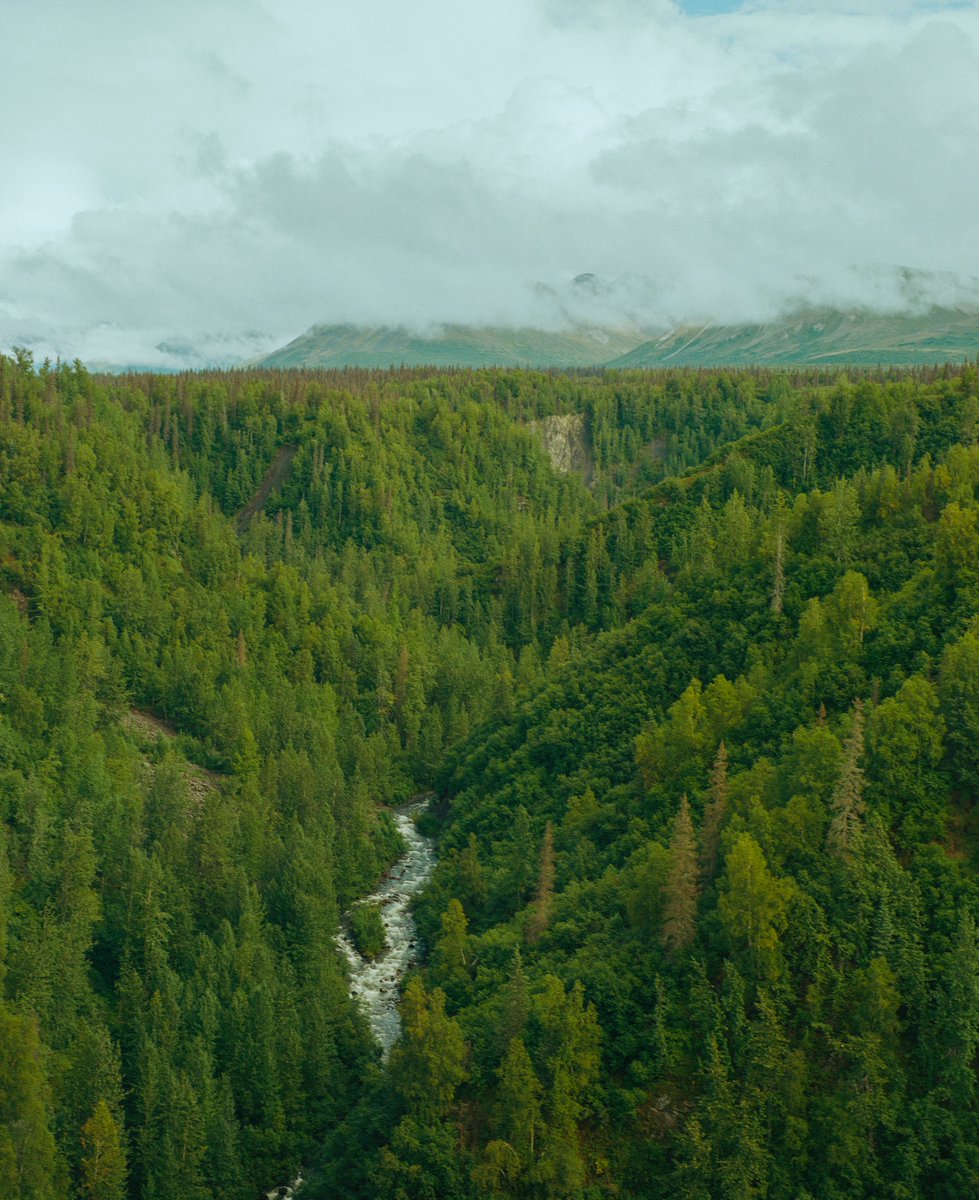 AlexKittoe's tweet photo. Greens from Alaska 🎞 https://t.co/oRxKQZQl3m