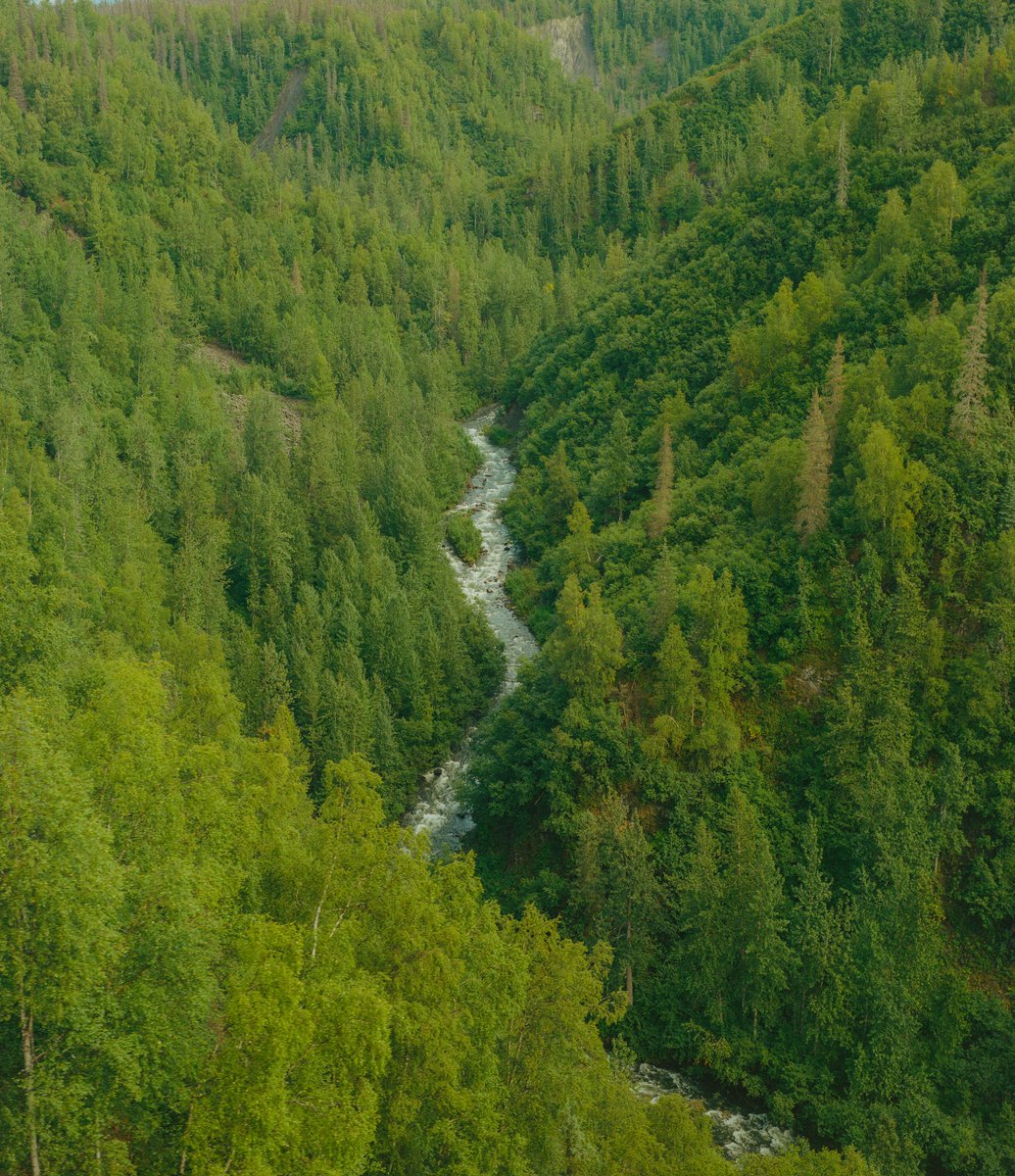 AlexKittoe's tweet photo. Greens from Alaska 🎞 https://t.co/oRxKQZQl3m