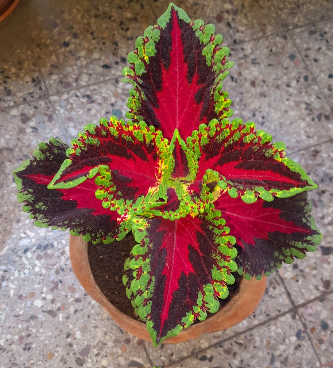 exagereando's tweet photo. Bienvenida a casa bebita linda!!
#balconeando #jardinería #domingoconmisplantas https://t.co/K3iqS6gAAa
