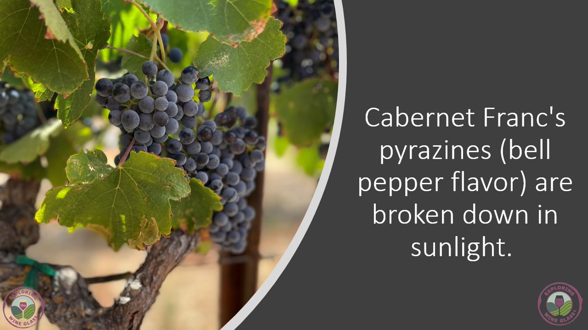 Happy #CabFrancDay! #Funfact! #MoreThanABlendingGrape <a href="/ECWineCouple/">EastCoastWineCouple</a> @michelllehardies6 @retireesroaming <a href="/bigcabbighair/">Big Cab Bigger Hair</a> <a href="/winelister1/">@WineListerATL</a> <a href="/paso_style/">Paso Style</a> <a href="/vivavinifera/">vivavinifera</a> @hadmerlot <a href="/poncetivi/">Pablo Ponce</a> @thethirstytales @redsweetashoney <a href="/winescribble/">WineScribble</a> @johnsimper1 <a href="/lester_lipton/">lester lipton</a>