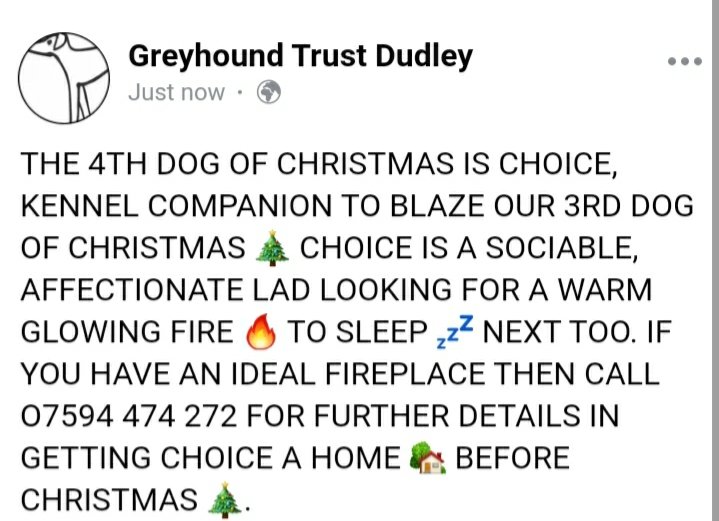 Greyhound Trust Dudley tweet media