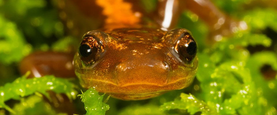 NatureNPS's tweet photo. From lesser-known species, like this Shenandoah salamander, to the most charismatic species, the NPS works hard to conserve wildlife in parks. #DYK that you can help wildlife by making small changes at home. Find out how: https://t.co/87hTrydkIz
#ParkedAtHome #ConservationAtHome https://t.co/7WQmin99UY