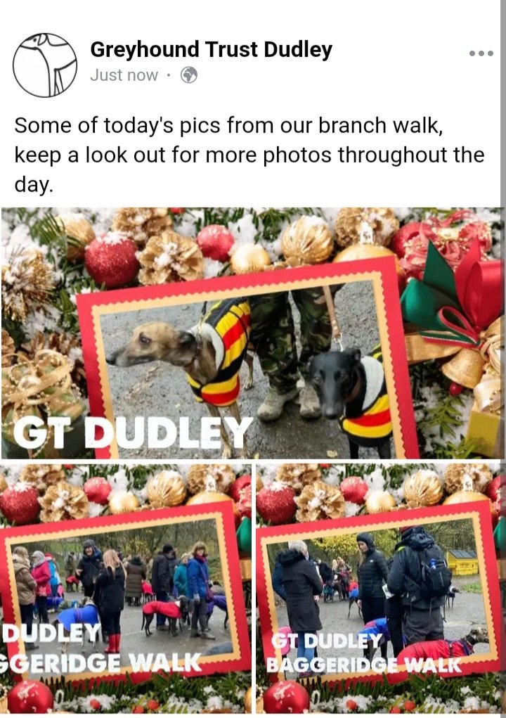 Greyhound Trust Dudley tweet media
