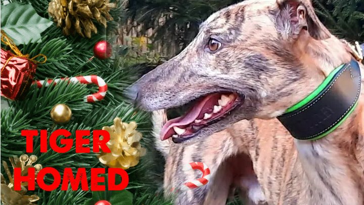 Greyhound Trust Dudley tweet media
