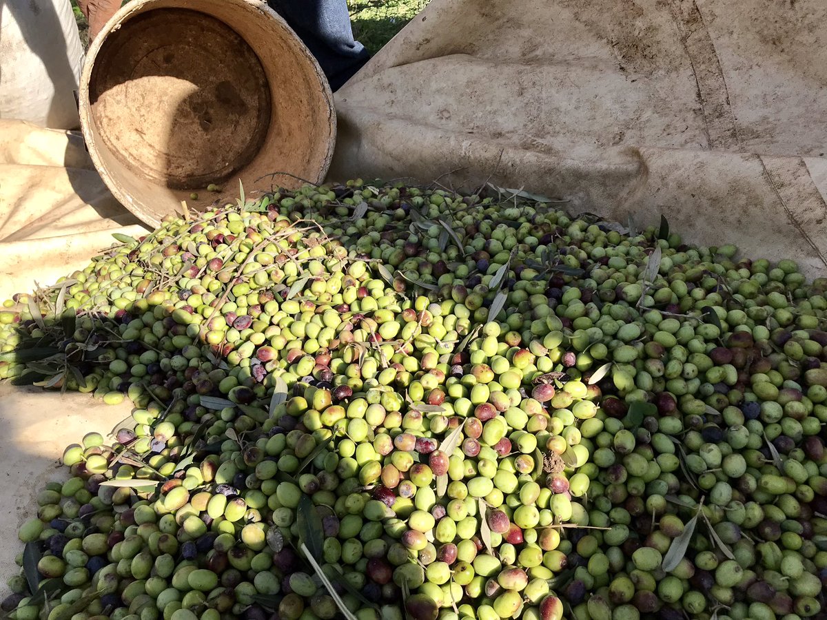 helen_winterton's tweet photo. أول موسم جني الزيتون لي في تونس! قضيت يوما رائعا مع زملائي حيث تذوقنا الطعم المميز لصابة هذه السنة 🫒 https://t.co/d6QOKkmbKA