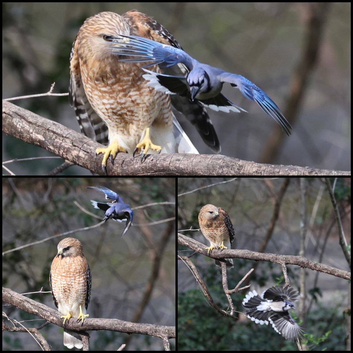peter_r's tweet photo. @birdcrazed6 Same story in my yard https://t.co/RViuPZKM0c