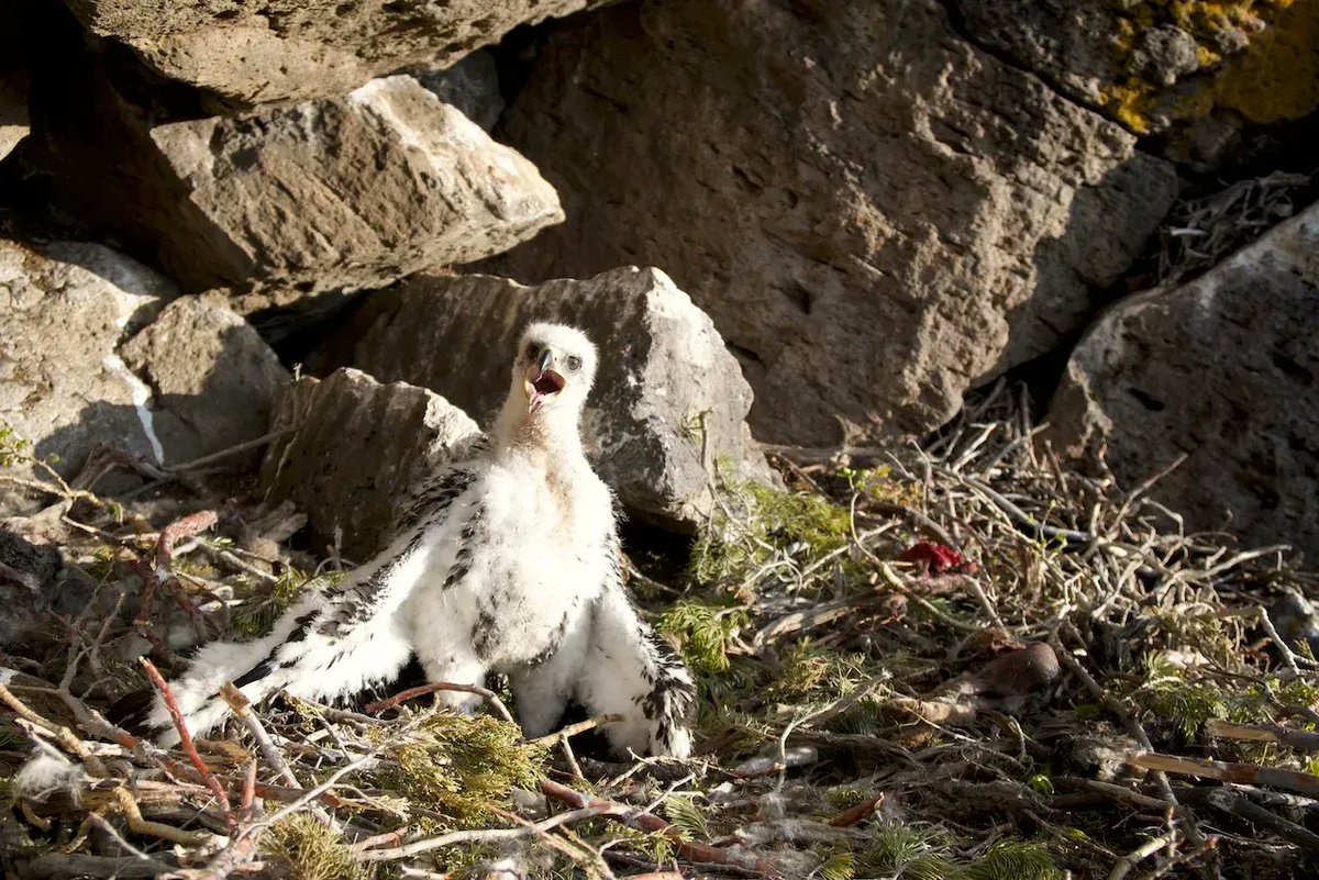 Fifteen years ago, the Bald Eagle was removed from the Endangered Species List While the Bald Eagle soars proudly in the skies of North America today, the situation is bleak for many of its kind. Will you join us in saving eagles around the world? hawkwatch.org/savingeagles