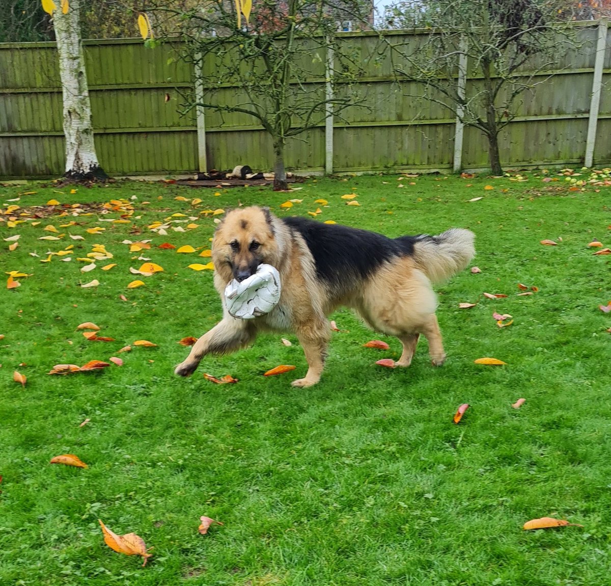 PeterPeGsd's tweet photo. Bear 😍 looking for a home with someone he can give lots of love and cuddles to. Can be nervous but once he knows you he loves you  
#AdoptDontShop
#GermanShepherd https://t.co/ahFDZVbAzW https://t.co/kvV2zax0m3