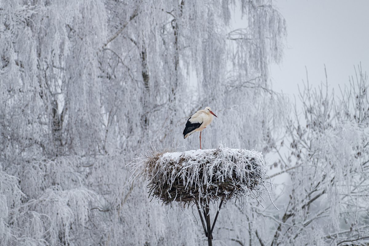 MarekWaskiel's tweet photo. Bocian - Biały Ptak - odwieczny zwiastun srogiej zimy już jest na Podlasiu :) #poland #fotografia #NaturePhotography  Nowa opowieść o fotografii: https://t.co/icwASZMBBB https://t.co/25XDE35B0h