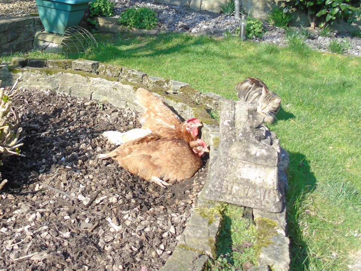 MyGarden_Uk's tweet photo. A photo of two girls sunbathing in Spring. ๐ซฃ๐
Coco joined them. โค๏ธ๐น
#Girls #Sunbathing #ChicksInTheSun
#SpringChicks #justforfun #cats #CatsOnTwitter https://t.co/I5dMuVFO04