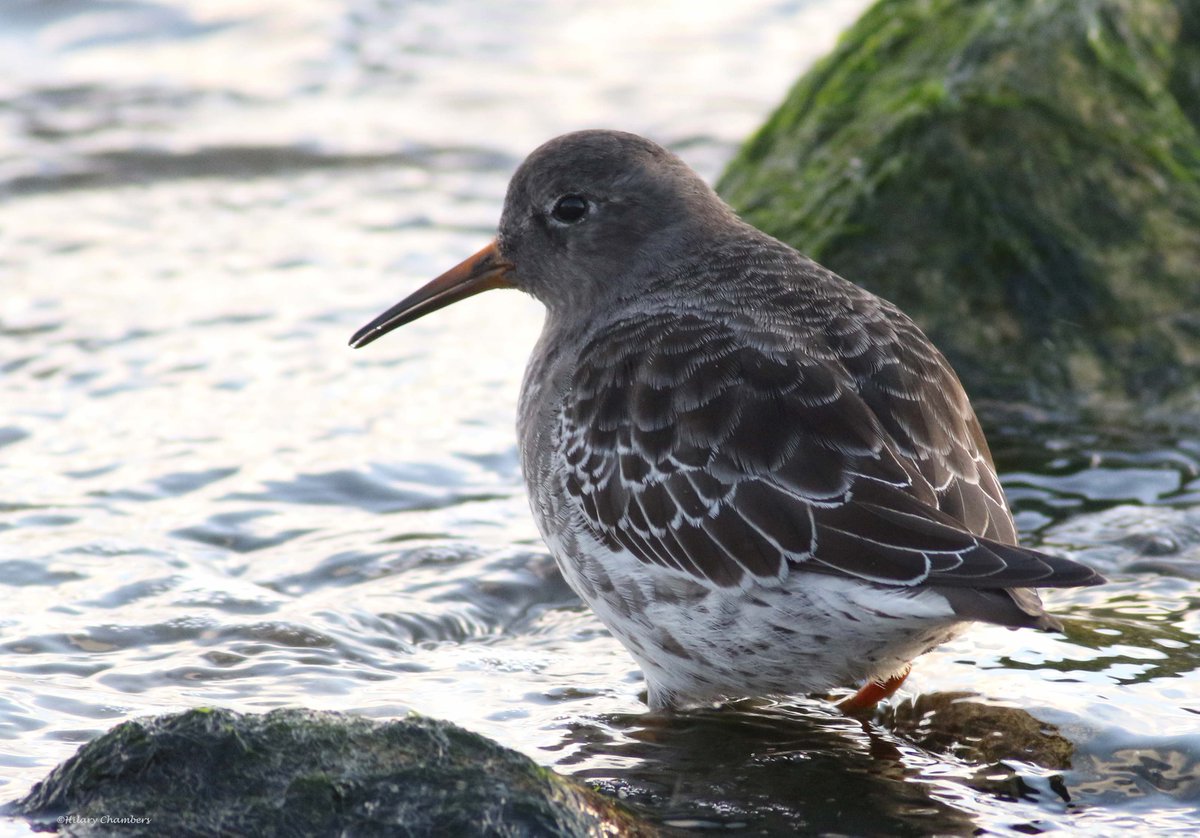 HilaryChamber17's tweet photo. Purple Sandpipers from yesterday @DurhamBirdClub https://t.co/sEoYBQwwmj