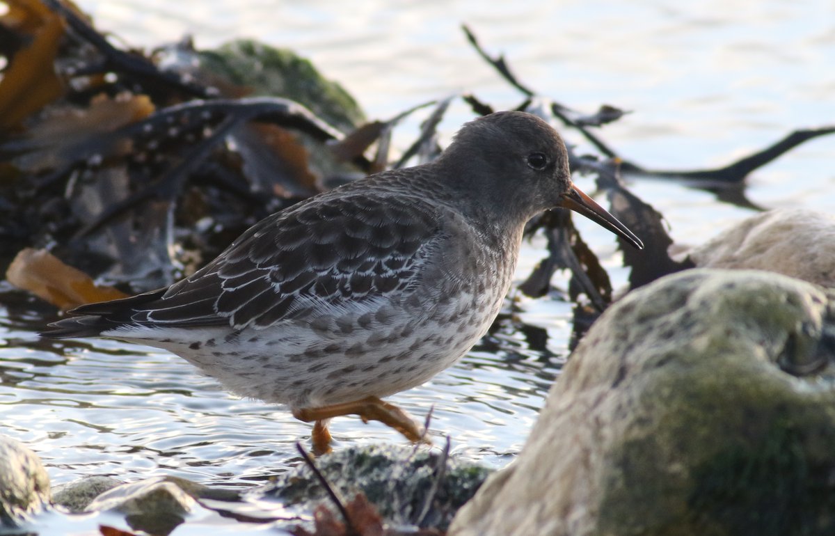 HilaryChamber17's tweet photo. Purple Sandpipers from yesterday @DurhamBirdClub https://t.co/sEoYBQwwmj