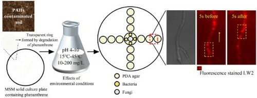 #JustAccepted @EnTechJournal Isolation of Diaphorobacter sp. LW2 capable of degrading Phenanthrene and its migration mediated by Diaphorobacter #pollution #environmental #technology #chemical tandfonline.com/doi/full/10.10…