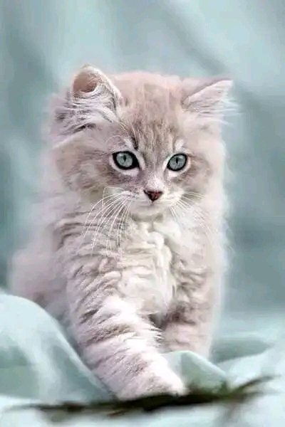 Aziz akhrraz (@mr_redmi01) on Twitter photo 