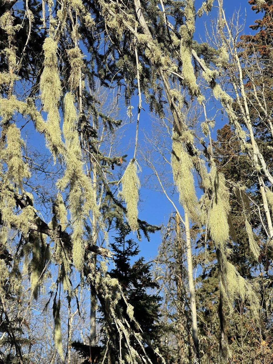 CherylBozarth's tweet photo. Day 4 #ArtAdventCalendar! Inclined to share ‘trees’ in photograph form! Please share yours! #borealforest #borealmixwood #parkland #giantfir #pine #poplar #spruce #oldmansbeard #conservation #art #canadianforest #canada #borealis https://t.co/eagUrb0l14
