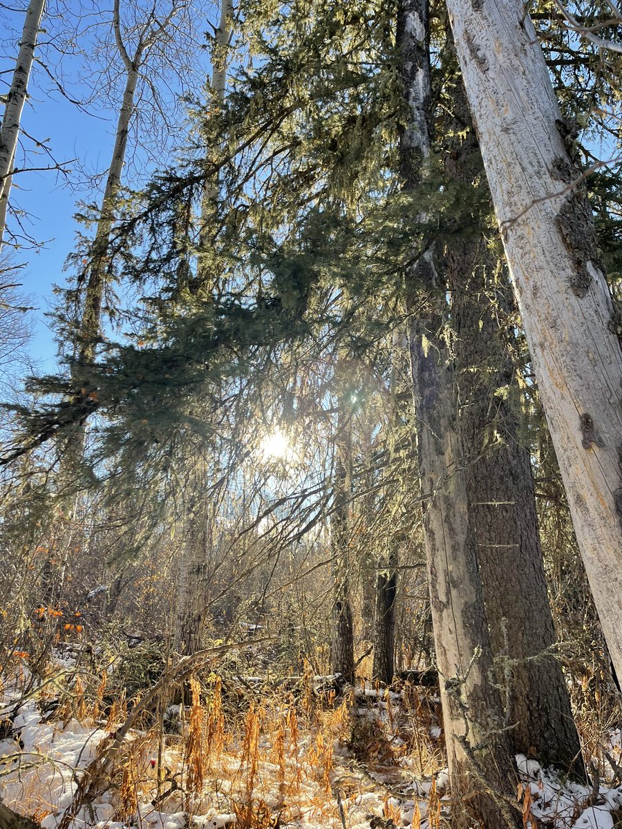 CherylBozarth's tweet photo. Day 4 #ArtAdventCalendar! Inclined to share ‘trees’ in photograph form! Please share yours! #borealforest #borealmixwood #parkland #giantfir #pine #poplar #spruce #oldmansbeard #conservation #art #canadianforest #canada #borealis https://t.co/eagUrb0l14