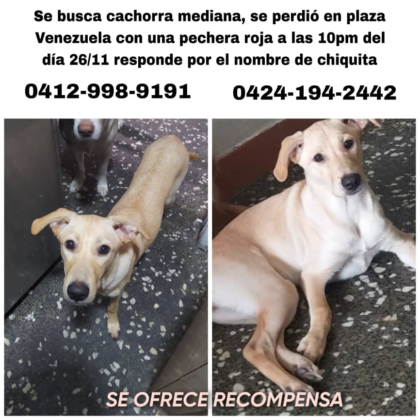 PerroUsuario's tweet image. Su familia no ha dejado de buscarla, Plaza Venezuela CARACAS RT @veyzagui: Con el corazón roto en mil pedazos pido encarecidamente que me ayude a difundir está información por favor