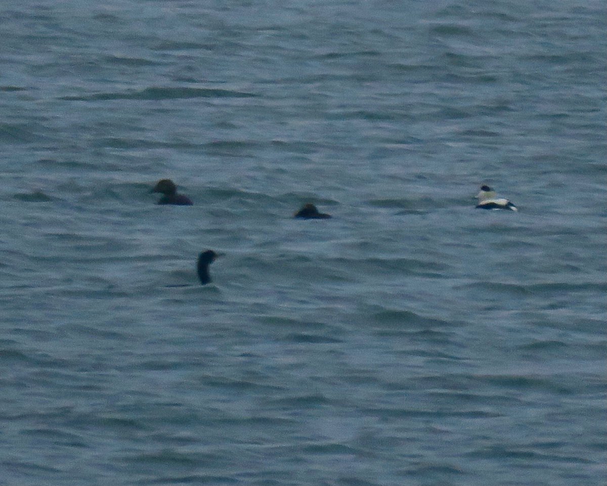 lynda_lambert's tweet photo. Please humour me, I haven't seen Eiders for 17 years !   3 seen on the Harbour cruise today
#Distant #Badlight #BirdsSeenIn2022 https://t.co/71OeOY8jfm