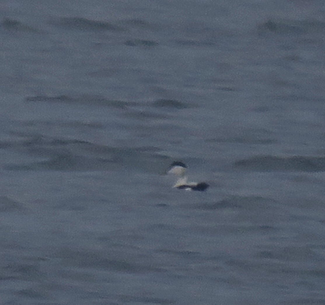 lynda_lambert's tweet photo. Please humour me, I haven't seen Eiders for 17 years !   3 seen on the Harbour cruise today
#Distant #Badlight #BirdsSeenIn2022 https://t.co/71OeOY8jfm