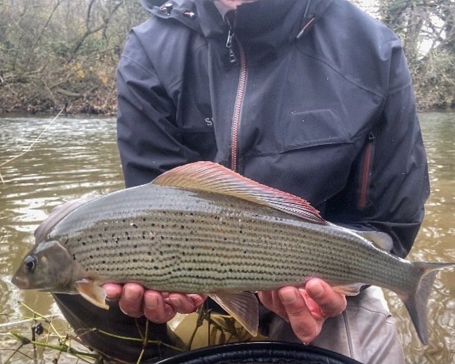 PhilFlyFishing's tweet photo. Happy with this one..#flyfishing #grayling https://t.co/jy90gMt9g5