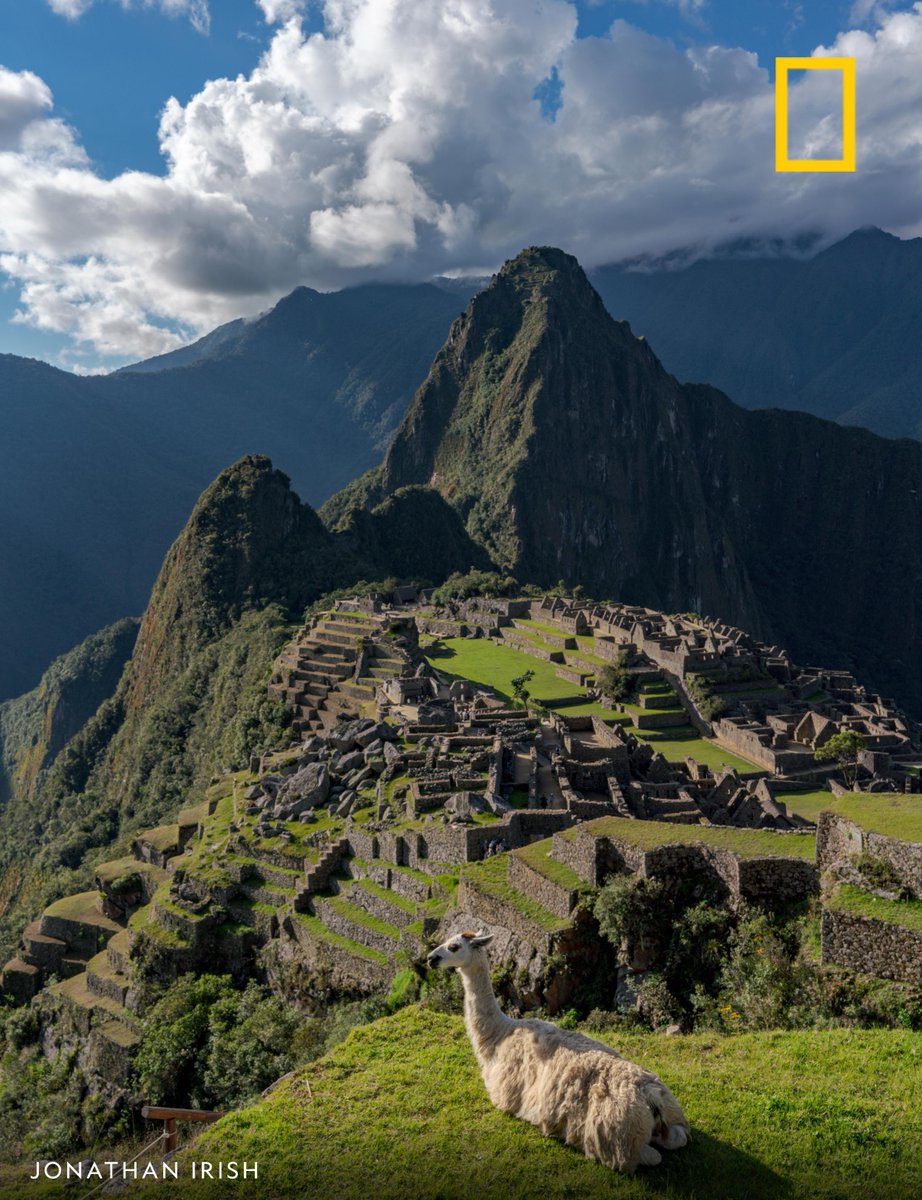 RT @NatGeoPhotos: A brown and white llama rests near the Inca ruins of Machu Picchu in Peru. https://t.co/q9UenwHnf0