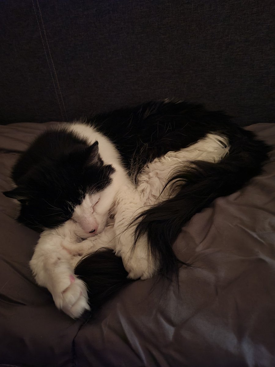 EllaLilyAJ's tweet photo. @WaldoOlliver 😘 Happy #SnugglySunday, Leroy 😘
I'm an 'only when under the duvet' kinda girl.
💤 I prefer to spend the day napping alone all over the house from awakey time to sleepy time 💤
😴 xXx Lily xXx 😴 https://t.co/9UISIEf6ve
