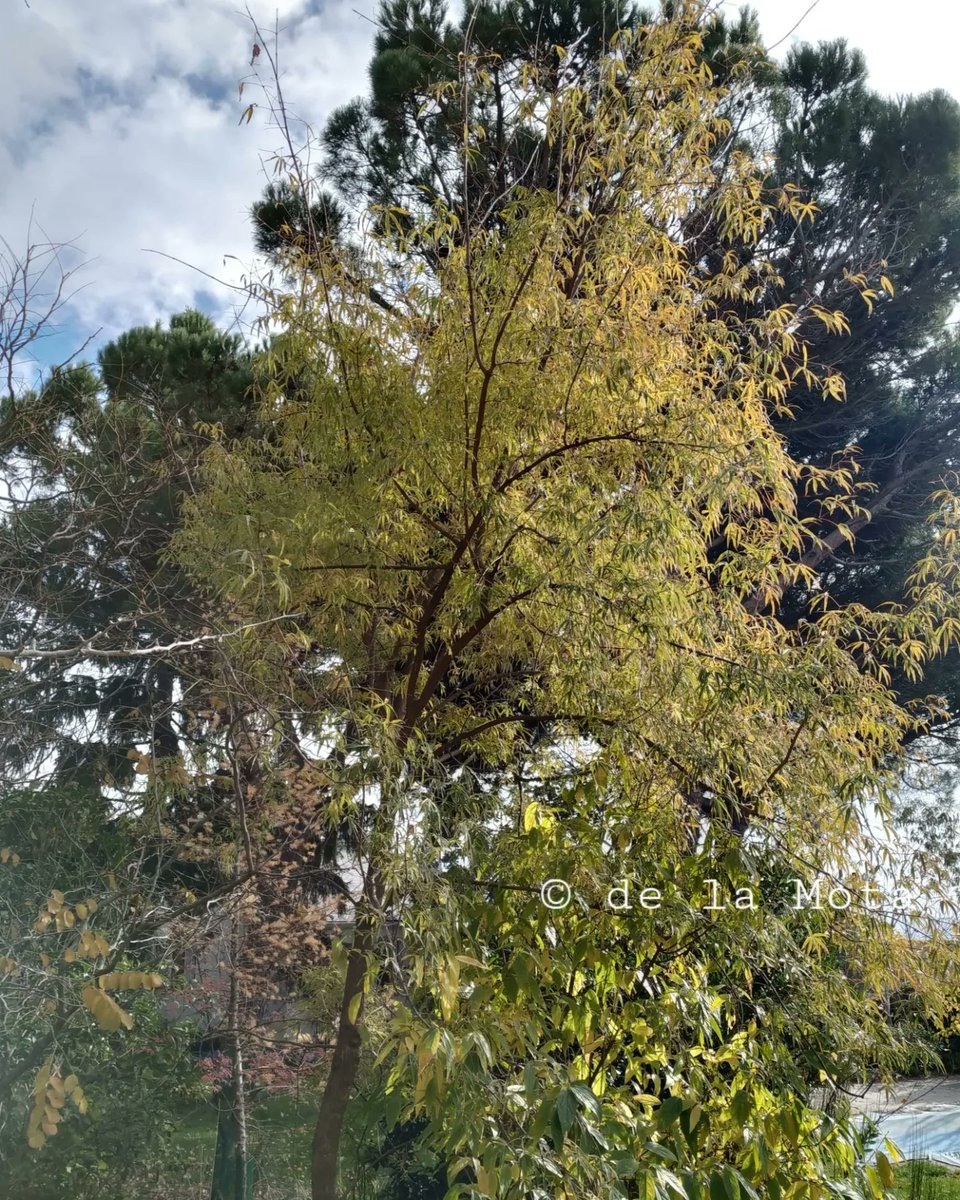 The Maple Society tweet media