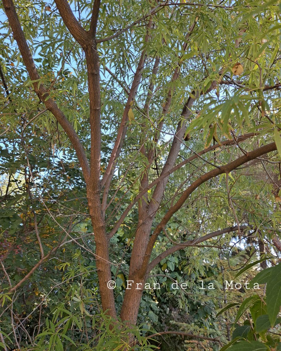 The Maple Society tweet media