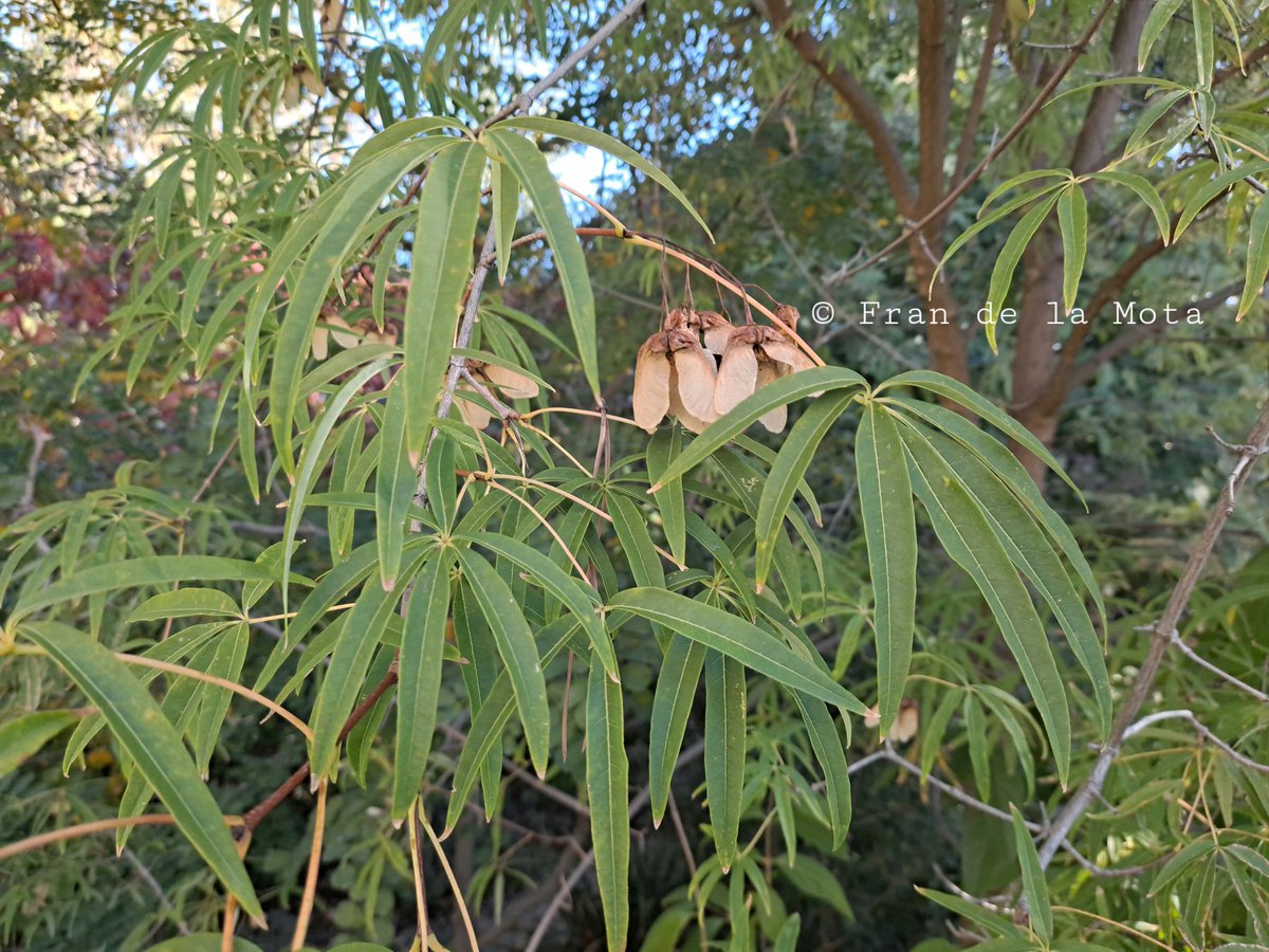 The Maple Society tweet media