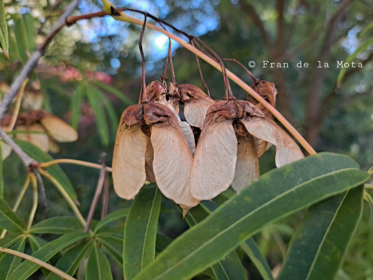 The Maple Society tweet media