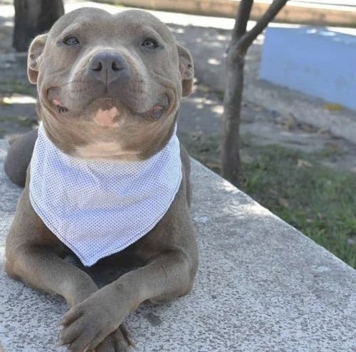 Kayla Chow Show tweet media