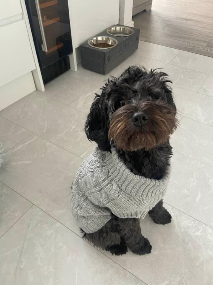 KymCrowley3's tweet photo. @JaneFallon Little miss Pippa is a cutie too. https://t.co/W5czi3AcEY