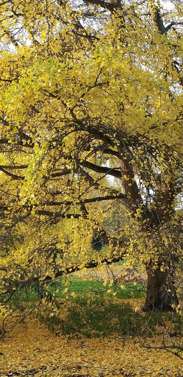 jennylinford's tweet photo. #FlowerReport Hello from London @alyssaharad. Ginkgo beauty @kewgardens. #LeafReport #FallReport https://t.co/4uR9UkWbtZ