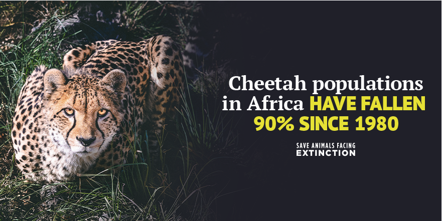 SaveAnimals's tweet photo. Quick. Agile. Unforgettable.
On today's #InternationalCheetahDay, let's promise to save this amazing animal from extinction.
#SaveCheetahs https://t.co/PC8rWcdrkY