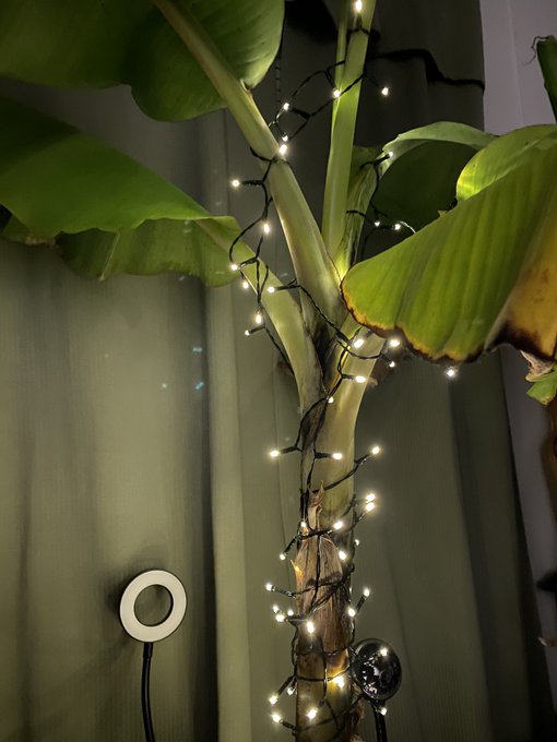 Adding to the spirit of Christmas I decided to light up my banana trees 🎄🎄🎄 https://t.co/hvZsIUy9Eu